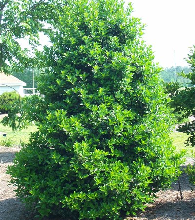 Red Holly Oak Leaf™